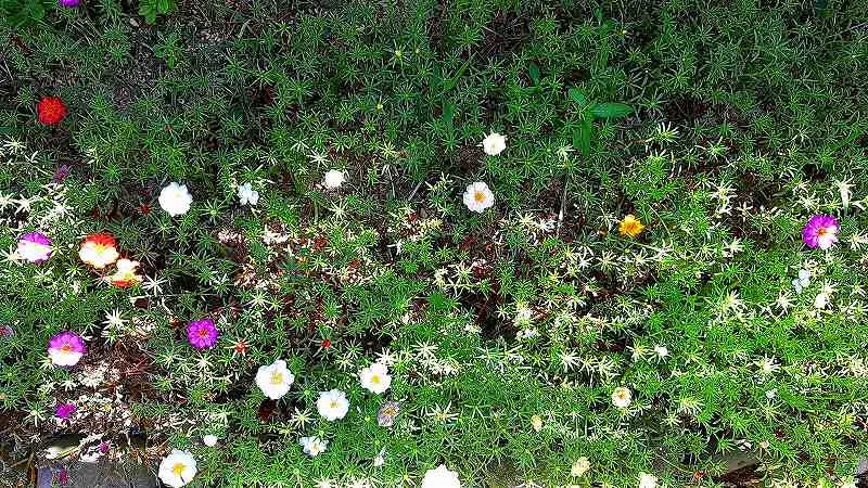 地面を這うマツバボタンが緑のマット状に広がり白やピンクや赤や黄色の花が点在する上から見た庭の一角