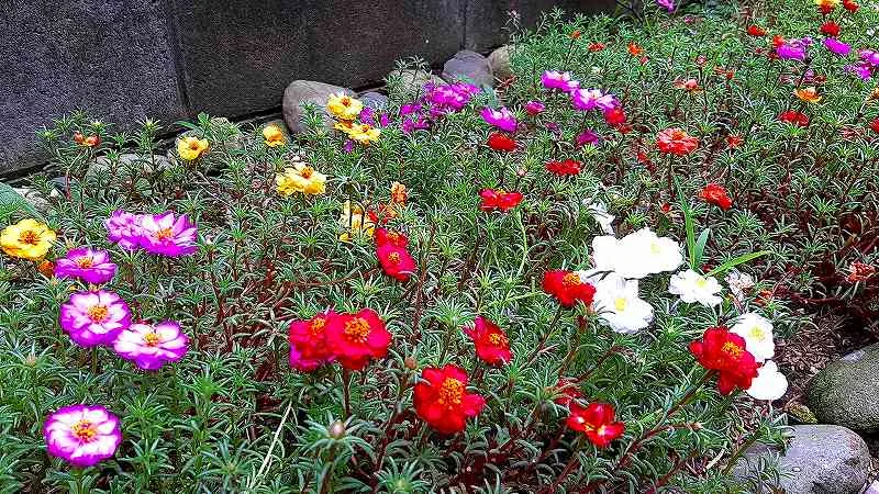 ブロック塀沿いの花壇を斜めから写しマツバボタンの細い葉の間に赤白黄紫の花が密に咲き石が並ぶ