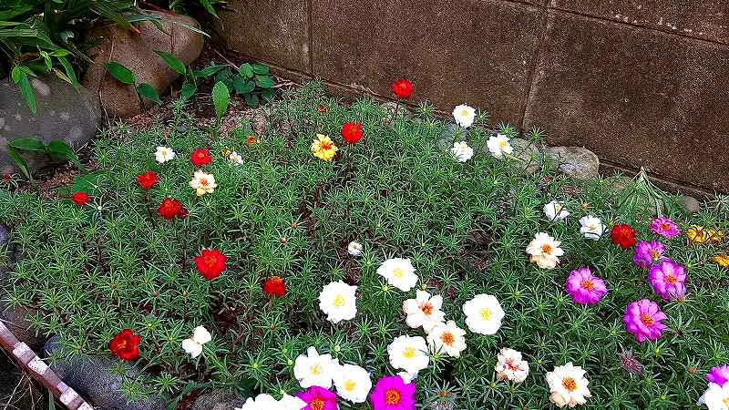 ブロック塀の足元の花壇いっぱいにマツバボタンが茂り白赤黄ピンクの花が散らばって咲く全景と石の縁