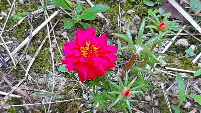 苔と枯れ草が混じる地面に濃いピンクのマツバボタン（ポーチュラカ）が大きく開花し周囲に細い多肉質の葉と赤い蕾が数個付いている接写