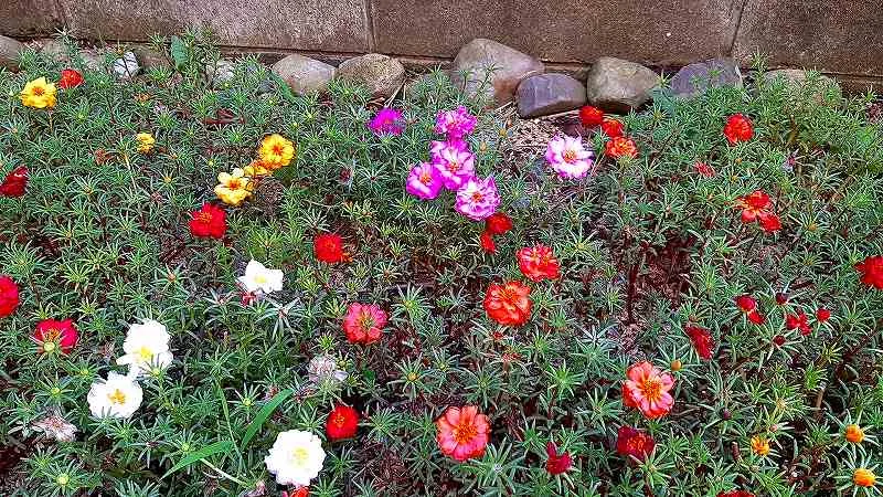 塀と石の縁の前でマツバボタンの赤や橙の花が多めに咲き白とピンクが混ざる花壇の俯瞰