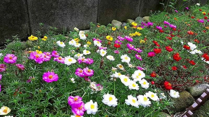 塀際の花壇にマツバボタンが帯状に広がり手前に白い花が群れて奥にピンクや赤や黄色が連なる俯瞰